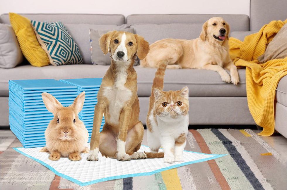 At the Pet Shop: A Day of Product-Driven Misadventures